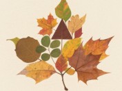 创意手工——落叶拼贴的秋日画卷